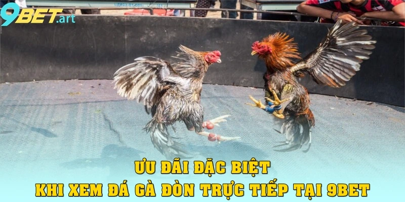 Ưu đãi đặc biệt khi xem đá gà đòn trực tiếp tại 9bet